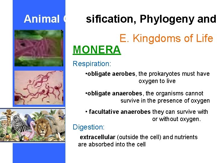 Animal Classification, Phylogeny and E. Kingdoms of Life MONERA Respiration: • obligate aerobes, the