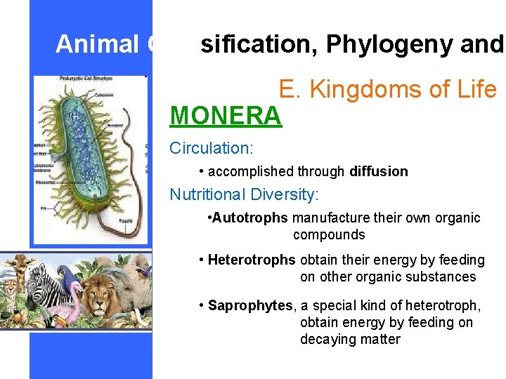 Animal Classification, Phylogeny and E. Kingdoms of Life MONERA Circulation: • accomplished through diffusion