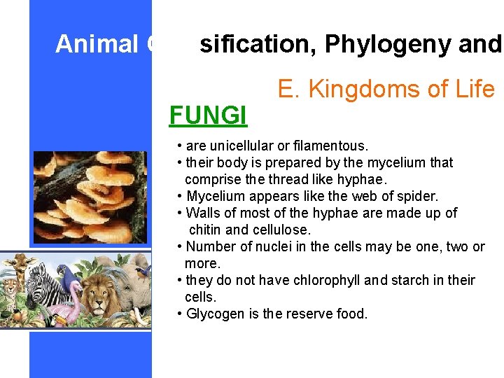 Animal Classification, Phylogeny and FUNGI E. Kingdoms of Life • are unicellular or filamentous.