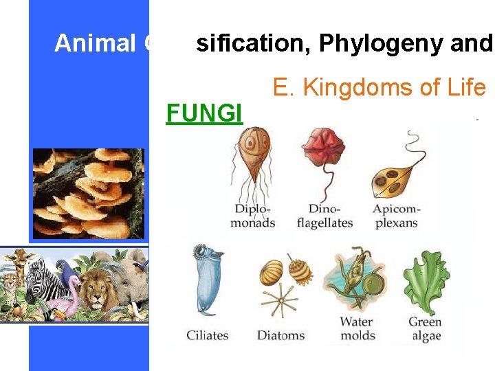 Animal Classification, Phylogeny and FUNGI E. Kingdoms of Life 