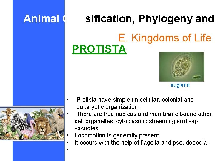 Animal Classification, Phylogeny and E. Kingdoms of Life PROTISTA euglena • Protista have simple