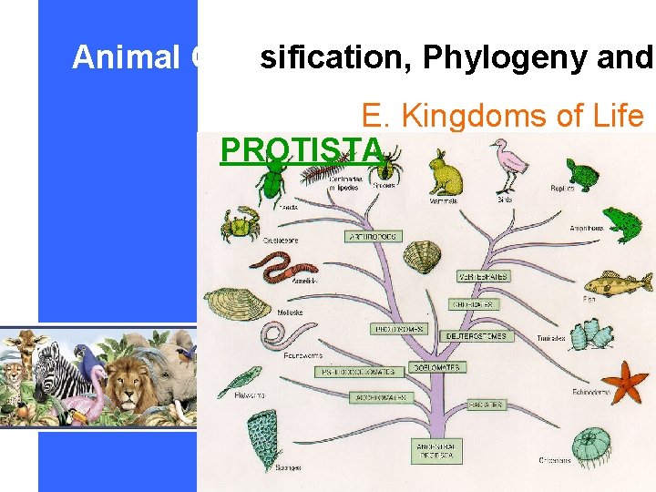 Animal Classification, Phylogeny and E. Kingdoms of Life PROTISTA 