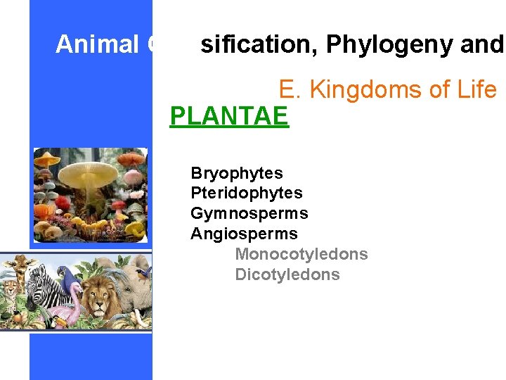 Animal Classification, Phylogeny and E. Kingdoms of Life PLANTAE Bryophytes Pteridophytes Gymnosperms Angiosperms Monocotyledons