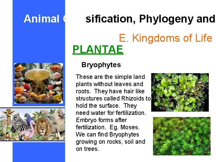 Animal Classification, Phylogeny and E. Kingdoms of Life PLANTAE Bryophytes These are the simple