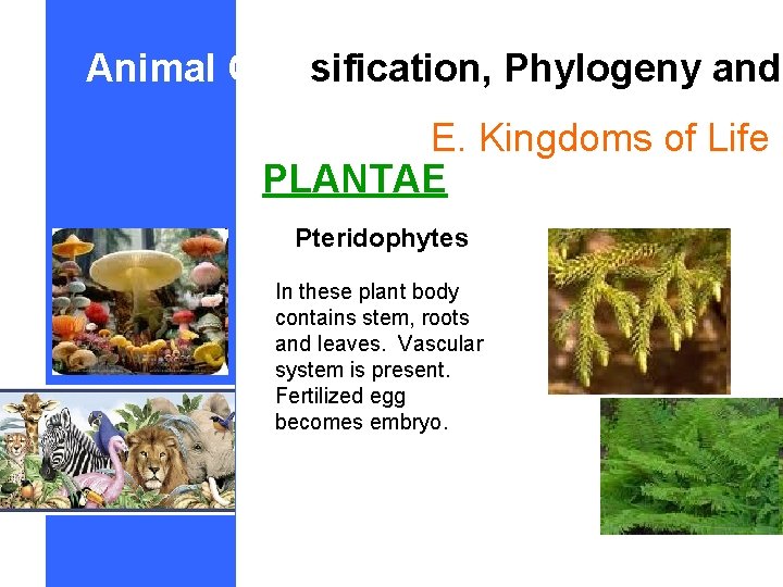 Animal Classification, Phylogeny and E. Kingdoms of Life PLANTAE Pteridophytes In these plant body