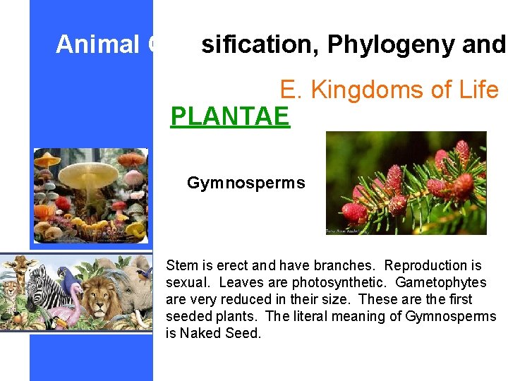 Animal Classification, Phylogeny and E. Kingdoms of Life PLANTAE Gymnosperms Stem is erect and