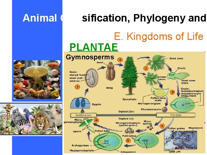 Animal Classification, Phylogeny and E. Kingdoms of Life PLANTAE Gymnosperms 