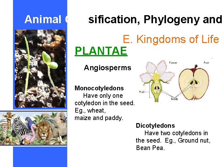 Animal Classification, Phylogeny and E. Kingdoms of Life PLANTAE Angiosperms Monocotyledons Have only one