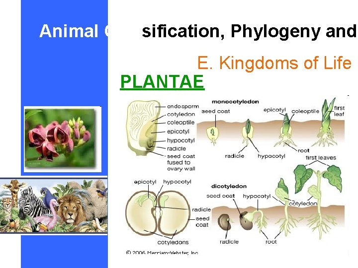 Animal Classification, Phylogeny and E. Kingdoms of Life PLANTAE 