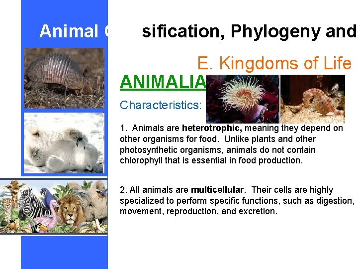 Animal Classification, Phylogeny and E. Kingdoms of Life ANIMALIA Characteristics: 1. Animals are heterotrophic,