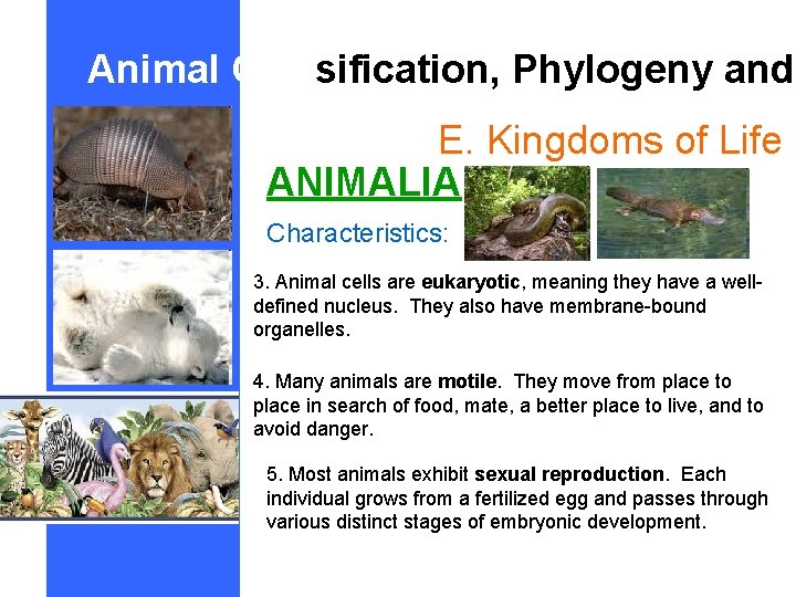 Animal Classification, Phylogeny and E. Kingdoms of Life ANIMALIA Characteristics: 3. Animal cells are