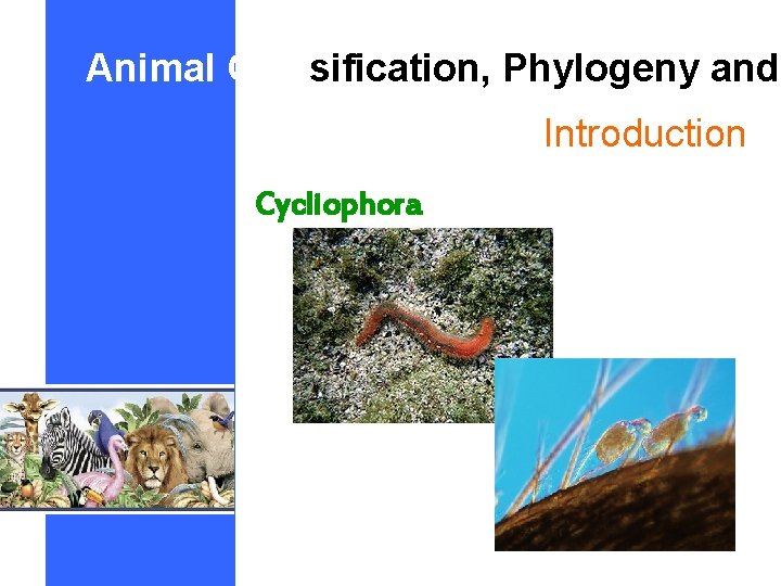 Animal Classification, Phylogeny and Introduction Cycliophora 