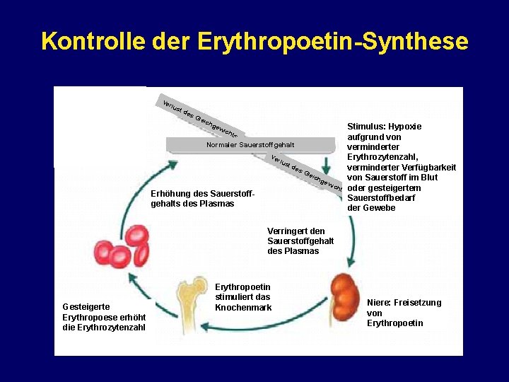 Kontrolle der Erythropoetin-Synthese Ve rlu st d es Gle ich gew ich Stimulus: Hypoxie