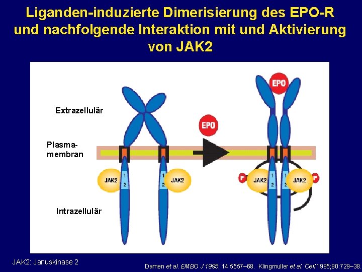 Liganden-induzierte Dimerisierung des EPO-R und nachfolgende Interaktion mit und Aktivierung von JAK 2 Extrazellulär