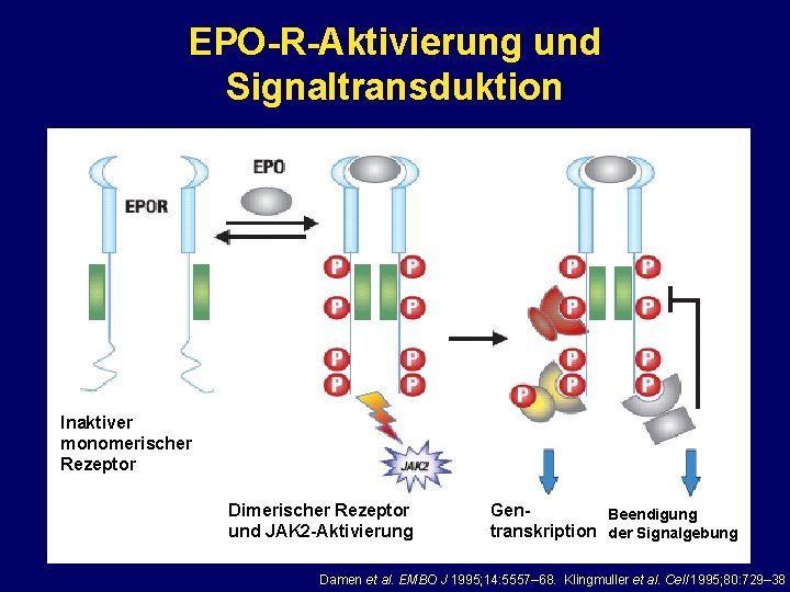 EPO-R-Aktivierung und Signaltransduktion Inaktiver monomerischer Rezeptor Dimerischer Rezeptor und JAK 2 -Aktivierung Gen. Beendigung