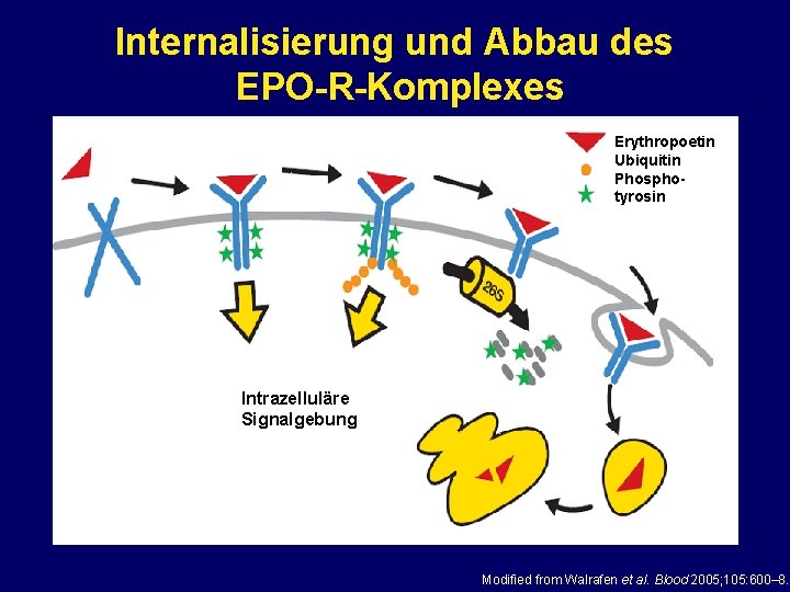 Internalisierung und Abbau des EPO-R-Komplexes Erythropoetin Ubiquitin Phosphotyrosin Intrazelluläre Signalgebung Modified from Walrafen et