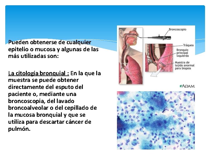 Pueden obtenerse de cualquier epitelio o mucosa y algunas de las más utilizadas son: