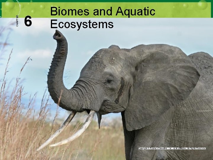 CHAPTER 6 Biomes and Aquatic Ecosystems 