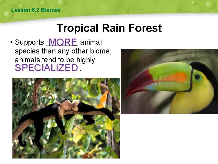 Lesson 6. 2 Biomes Tropical Rain Forest • Supports ____ MORE animal species than