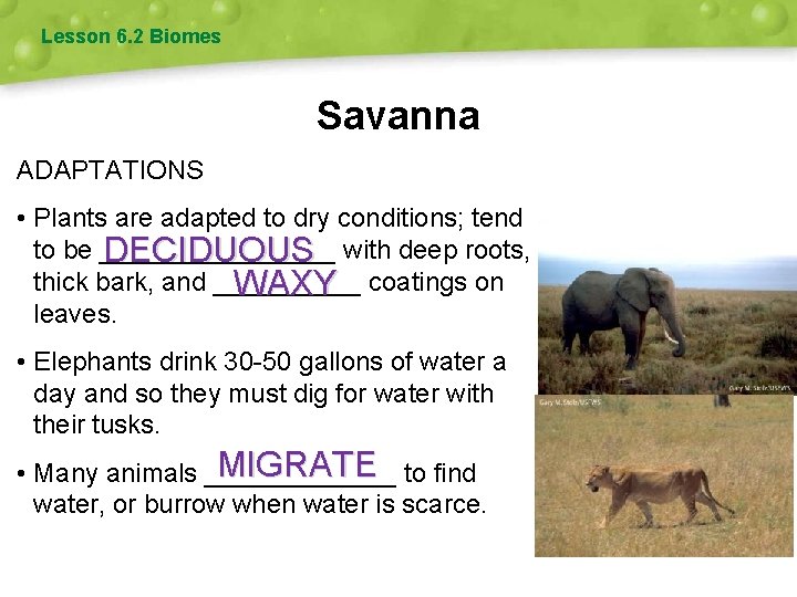 Lesson 6. 2 Biomes Savanna ADAPTATIONS • Plants are adapted to dry conditions; tend