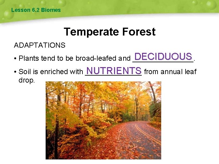 Lesson 6. 2 Biomes Temperate Forest ADAPTATIONS DECIDUOUS • Plants tend to be broad-leafed