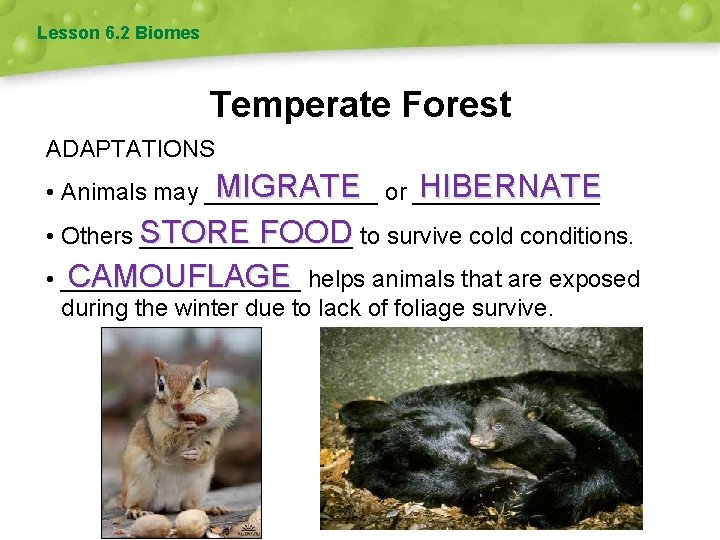 Lesson 6. 2 Biomes Temperate Forest ADAPTATIONS HIBERNATE MIGRATE or _______ • Animals may