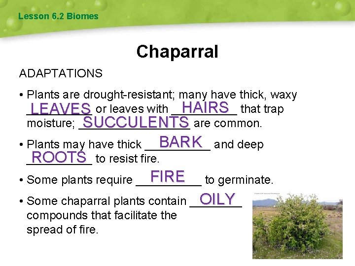 Lesson 6. 2 Biomes Chaparral ADAPTATIONS • Plants are drought-resistant; many have thick, waxy