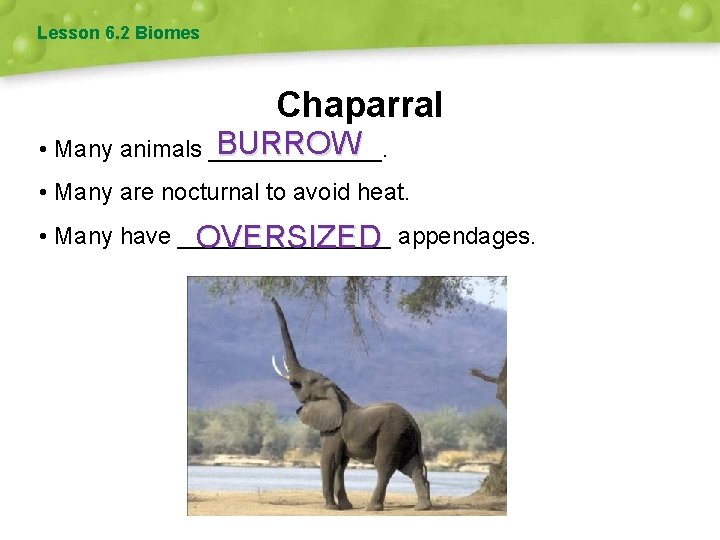 Lesson 6. 2 Biomes Chaparral BURROW • Many animals _______. • Many are nocturnal