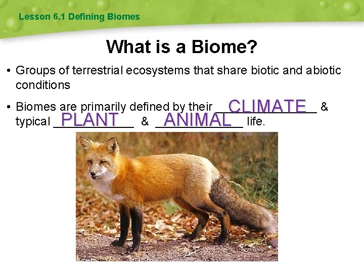 Lesson 6. 1 Defining Biomes What is a Biome? • Groups of terrestrial ecosystems