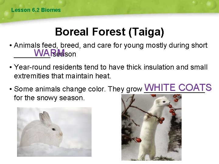 Lesson 6. 2 Biomes Boreal Forest (Taiga) • Animals feed, breed, and care for
