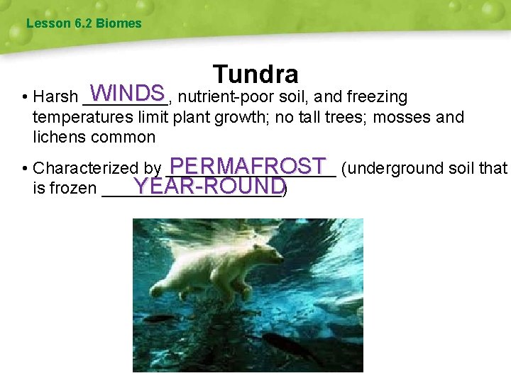Lesson 6. 2 Biomes Tundra WINDS nutrient-poor soil, and freezing • Harsh _____, temperatures