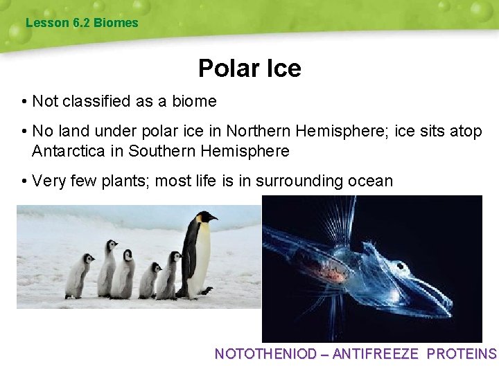 Lesson 6. 2 Biomes Polar Ice • Not classified as a biome • No