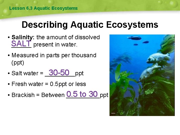 Lesson 6. 3 Aquatic Ecosystems Describing Aquatic Ecosystems • Salinity: the amount of dissolved