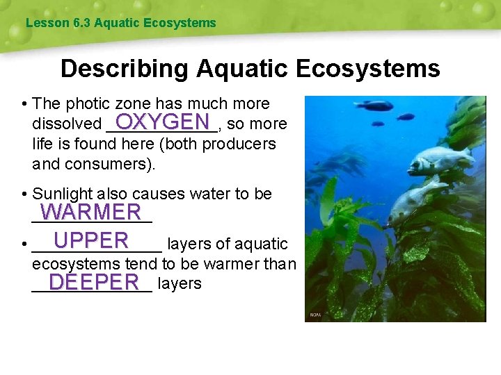 Lesson 6. 3 Aquatic Ecosystems Describing Aquatic Ecosystems • The photic zone has much