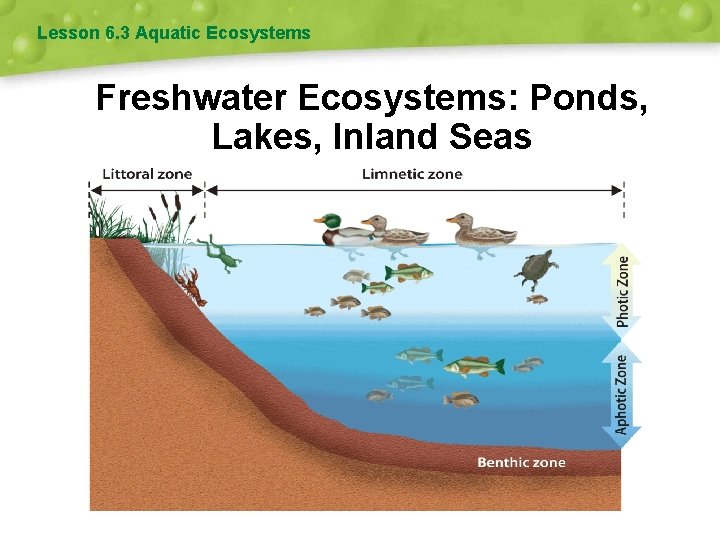 Lesson 6. 3 Aquatic Ecosystems Freshwater Ecosystems: Ponds, Lakes, Inland Seas 