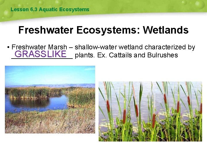 Lesson 6. 3 Aquatic Ecosystems Freshwater Ecosystems: Wetlands • Freshwater Marsh – shallow-water wetland