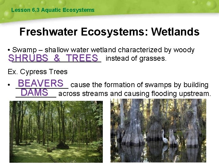Lesson 6. 3 Aquatic Ecosystems Freshwater Ecosystems: Wetlands • Swamp – shallow water wetland