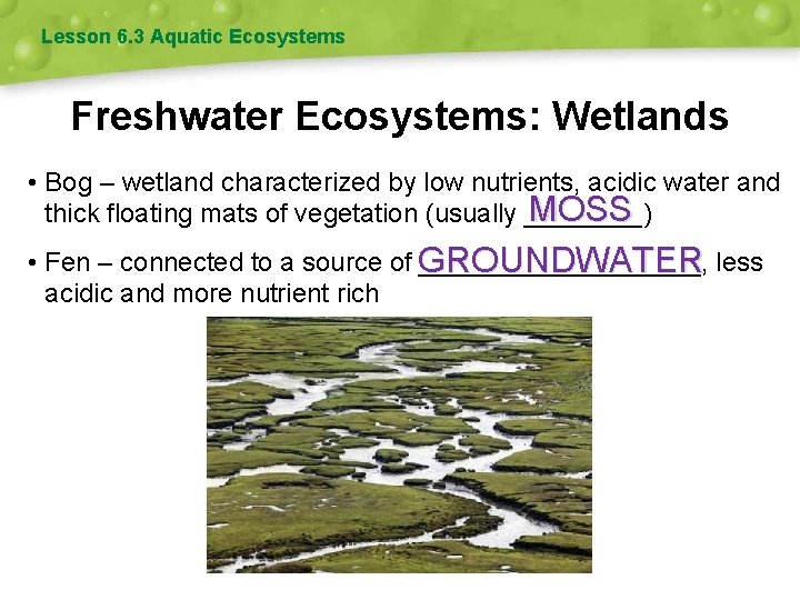 Lesson 6. 3 Aquatic Ecosystems Freshwater Ecosystems: Wetlands • Bog – wetland characterized by