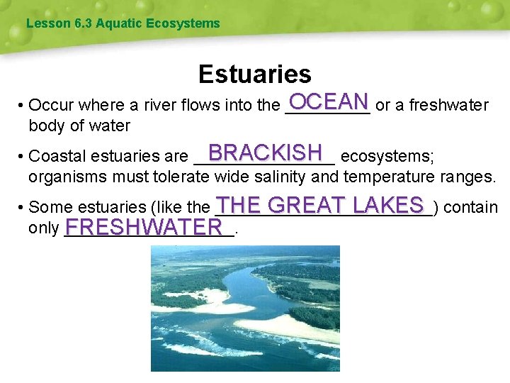 Lesson 6. 3 Aquatic Ecosystems Estuaries OCEAN or a freshwater • Occur where a