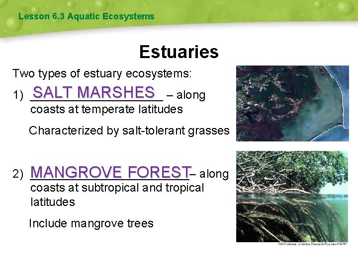 Lesson 6. 3 Aquatic Ecosystems Estuaries Two types of estuary ecosystems: SALT MARSHES –