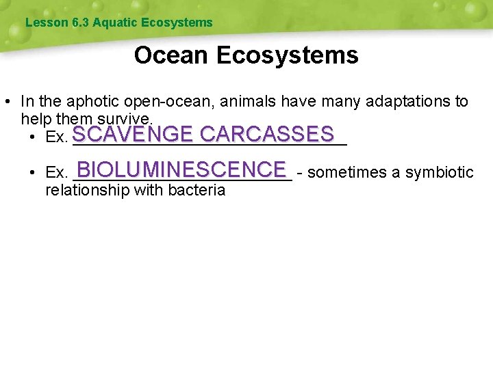 Lesson 6. 3 Aquatic Ecosystems Ocean Ecosystems • In the aphotic open-ocean, animals have