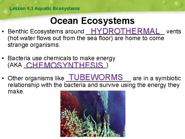 Lesson 6. 3 Aquatic Ecosystems Ocean Ecosystems • Benthic Ecosystems around ____________ HYDROTHERMAL vents