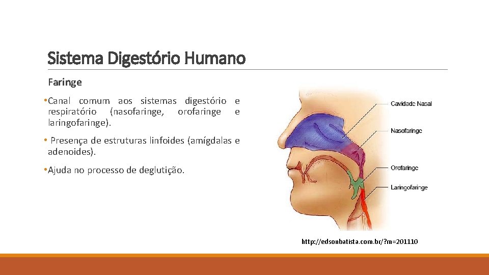 Sistema Digestório Humano Faringe • Canal comum aos sistemas digestório e respiratório (nasofaringe, orofaringe