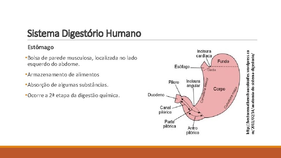 Estômago • Bolsa de parede musculosa, localizada no lado esquerdo do abdome. • Armazenamento