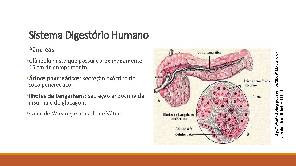 Pâncreas • Glândula mista que possui aproximadamente 15 cm de comprimento. • Ácinos pancreáticos: