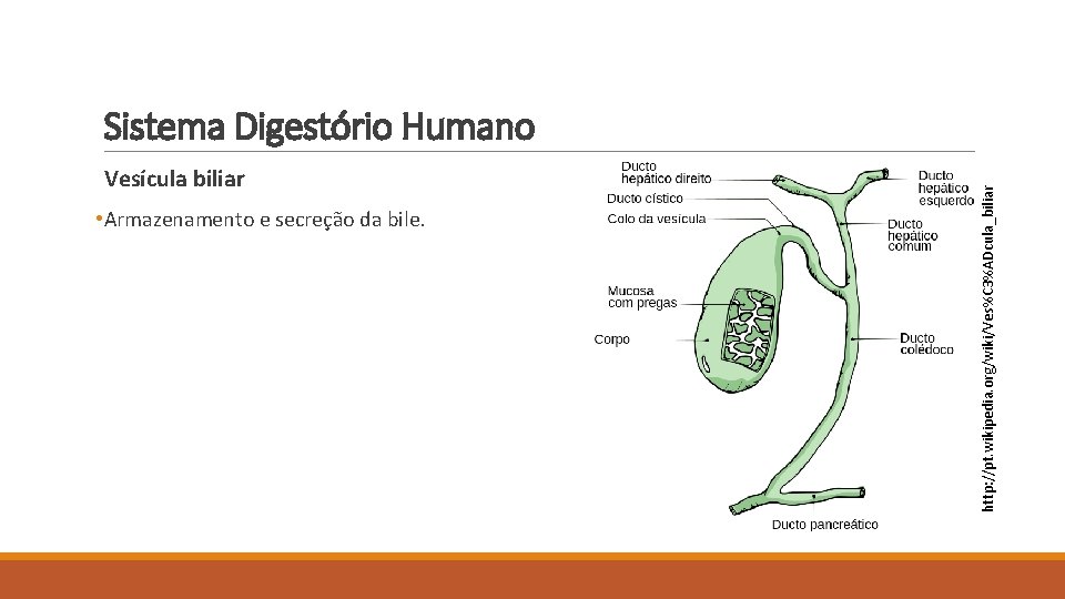 Vesícula biliar • Armazenamento e secreção da bile. http: //pt. wikipedia. org/wiki/Ves%C 3%ADcula_biliar Sistema