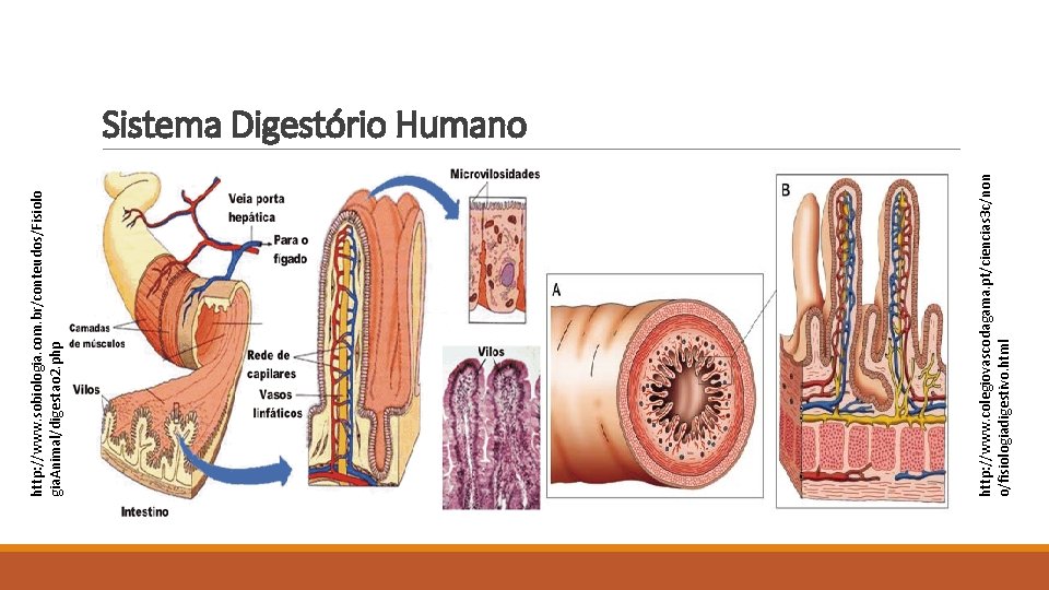 http: //www. colegiovascodagama. pt/ciencias 3 c/non o/fisiologiadigestivo. html http: //www. sobiologia. com. br/conteudos/Fisiolo gia.