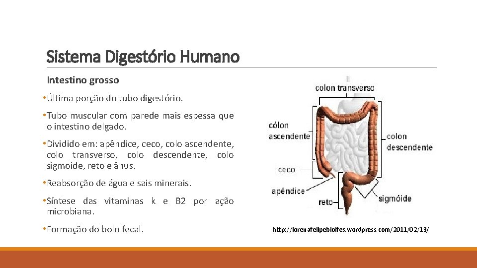 Sistema Digestório Humano Intestino grosso • Última porção do tubo digestório. • Tubo muscular