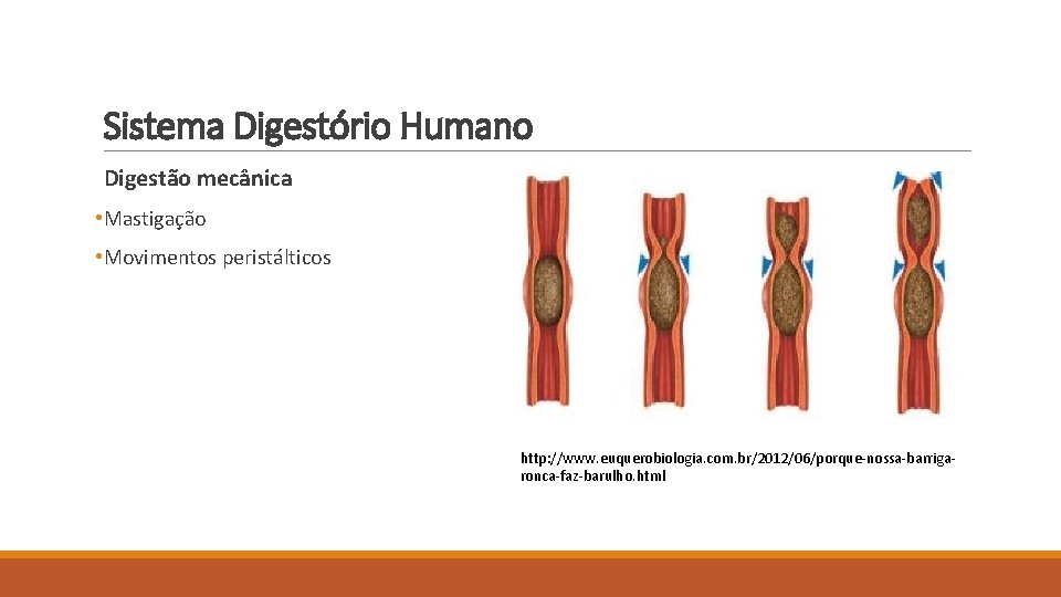 Sistema Digestório Humano Digestão mecânica • Mastigação • Movimentos peristálticos http: //www. euquerobiologia. com.