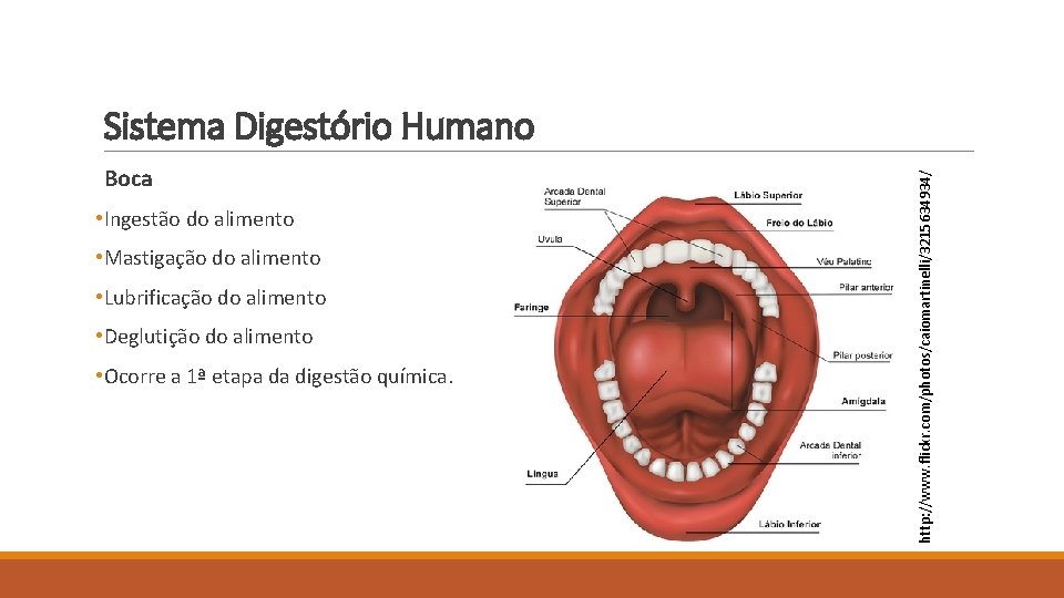 Boca • Ingestão do alimento • Mastigação do alimento • Lubrificação do alimento •